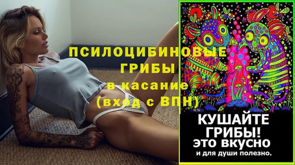 шишки Сосновый Бор